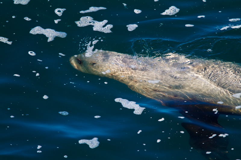 Stellars Sea Lion